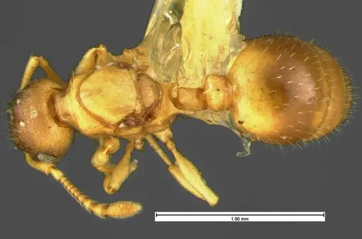 Temnothorax minutissimus specimen