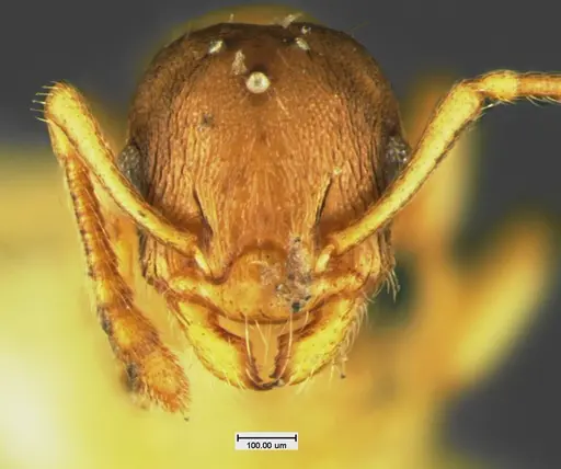 Temnothorax minutissimus specimen
