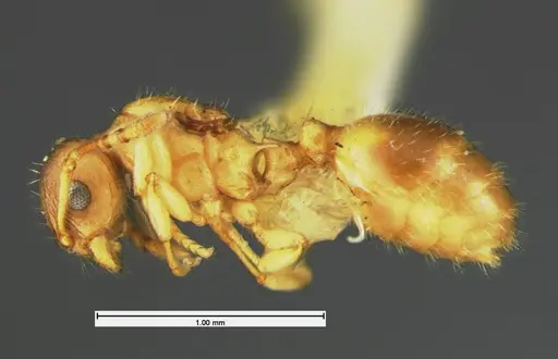 Temnothorax minutissimus specimen