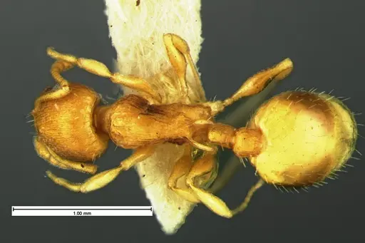 Temnothorax minutissimus - CASENT0105621
