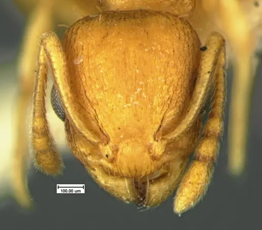 Temnothorax minutissimus - CASENT0105621