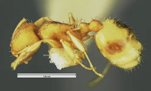 Temnothorax minutissimus - CASENT0105621