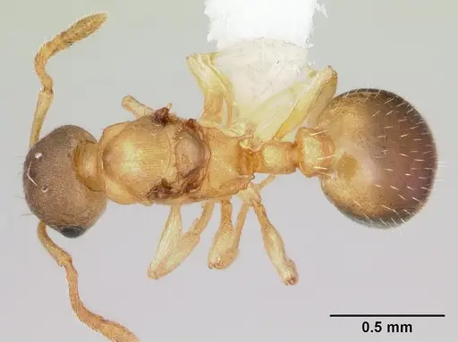 Temnothorax minutissimus - CASENT0172598