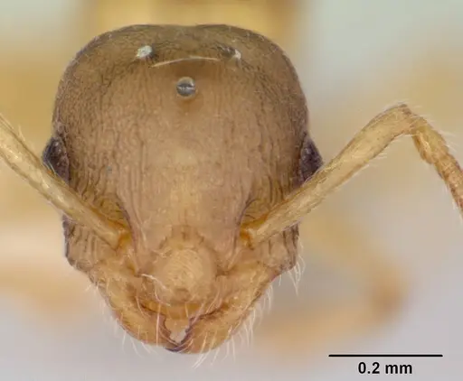 Temnothorax minutissimus - CASENT0172598