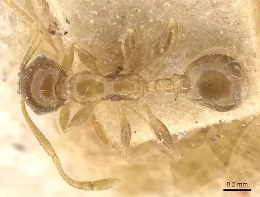 Temnothorax miserabilis specimen