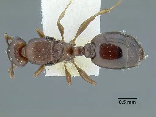 Temnothorax misomoschus specimen