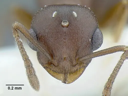 Temnothorax misomoschus specimen