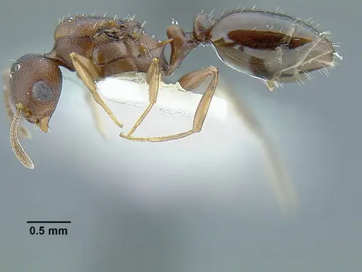 Temnothorax misomoschus specimen