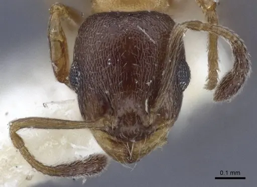 Temnothorax mongolicus specimen