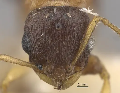 Temnothorax mongolicus - CASENT0917461