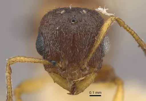 Temnothorax mongolicus - CASENT0917461