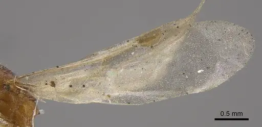 Temnothorax mongolicus - CASENT0917461