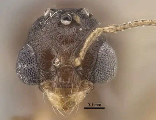 Temnothorax mongolicus - CASENT0917462