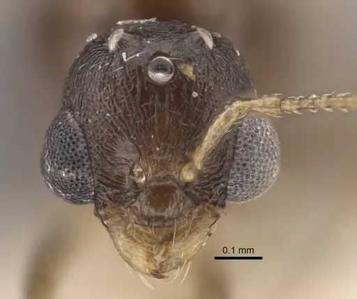 Temnothorax mongolicus - CASENT0917462