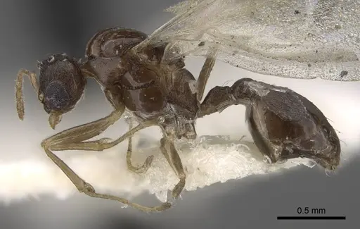 Temnothorax mongolicus - CASENT0917462