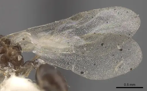 Temnothorax mongolicus - CASENT0917462