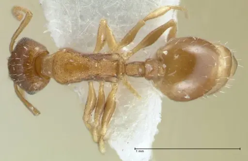 Temnothorax monjauzei specimen