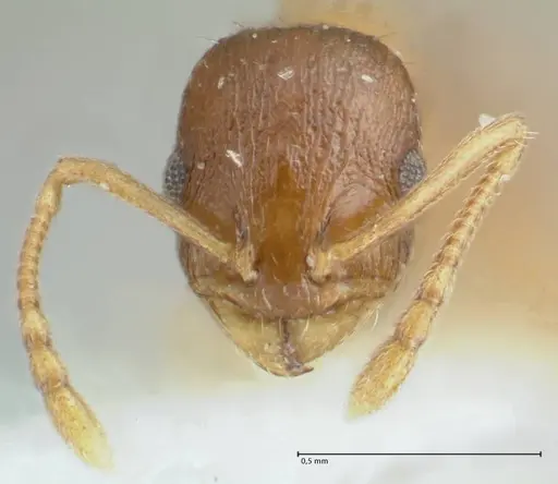 Temnothorax monjauzei specimen