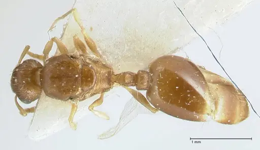 Temnothorax monjauzei - FOCOL1800