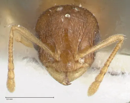 Temnothorax monjauzei - FOCOL1800