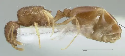 Temnothorax monjauzei - FOCOL1800