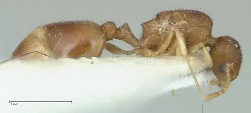 Temnothorax monjauzei - FOCOL1800