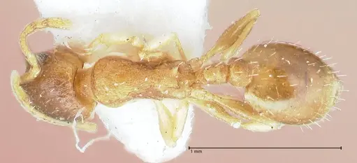 Temnothorax monjauzei - FOCOL1801