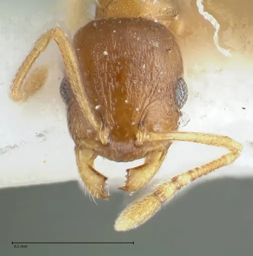 Temnothorax monjauzei - FOCOL1801