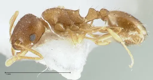 Temnothorax monjauzei - FOCOL1801