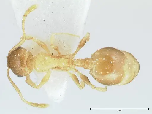 Temnothorax monjauzei - FOCOL1802