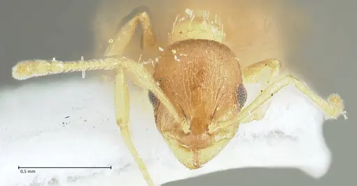 Temnothorax monjauzei - FOCOL1802
