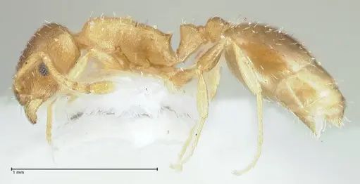 Temnothorax monjauzei - FOCOL1802