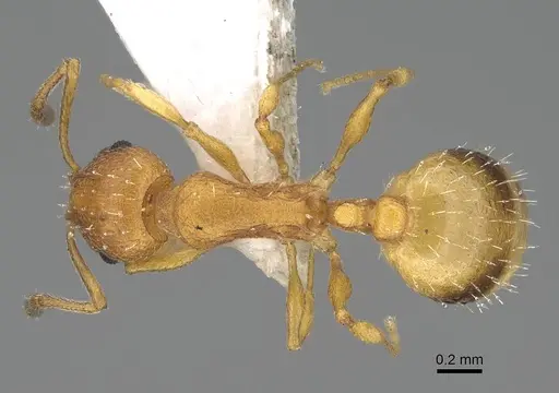 Temnothorax morea specimen