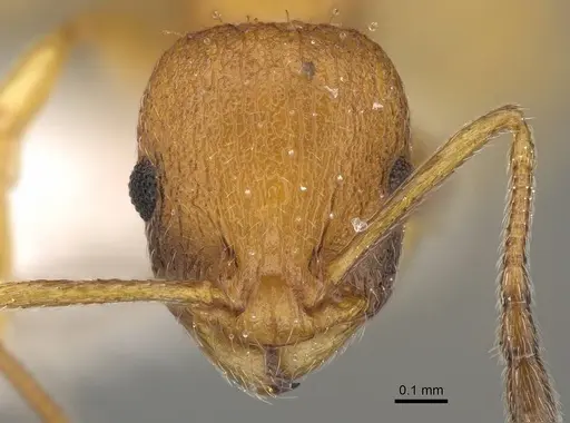 Temnothorax morea specimen