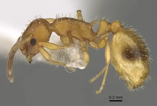 Temnothorax morea specimen
