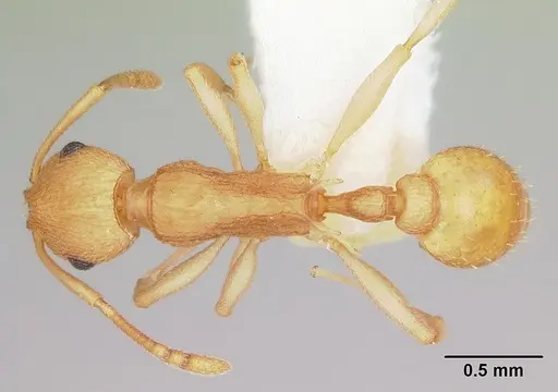 Temnothorax morongo specimen