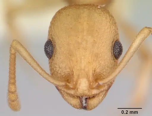 Temnothorax morongo specimen
