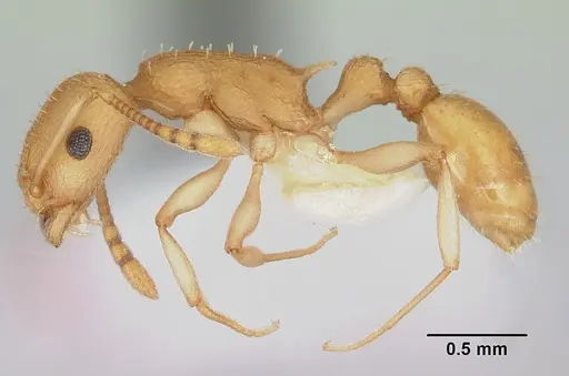 Temnothorax morongo specimen