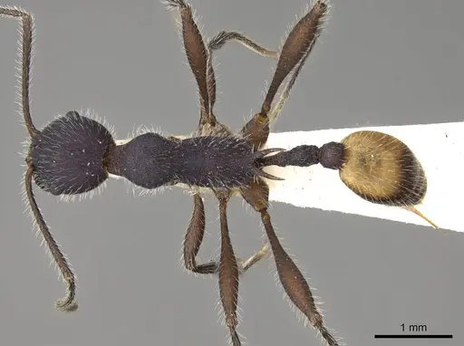 Temnothorax morongo - CASENT0914184
