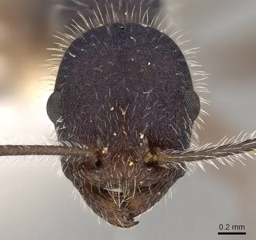 Temnothorax morongo - CASENT0914184