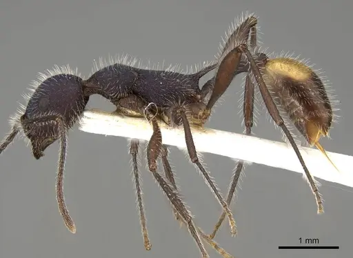 Temnothorax morongo - CASENT0914184