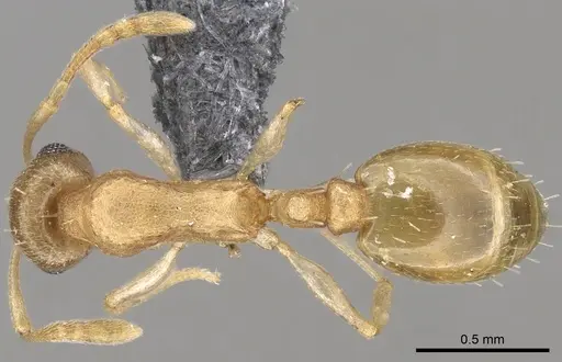 Temnothorax mpala specimen