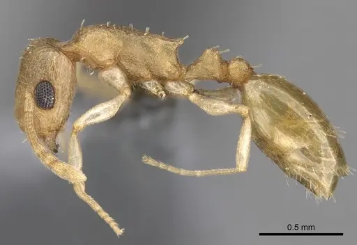 Temnothorax mpala specimen