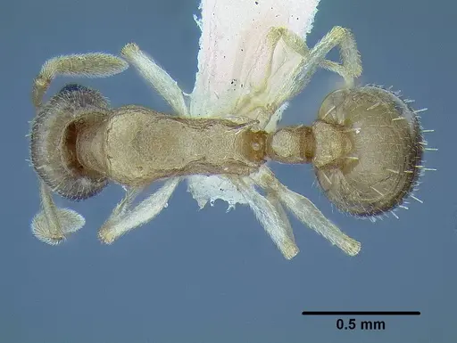 Temnothorax mpala - LACMENT323183