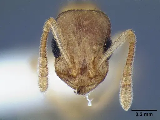 Temnothorax mpala - LACMENT323183
