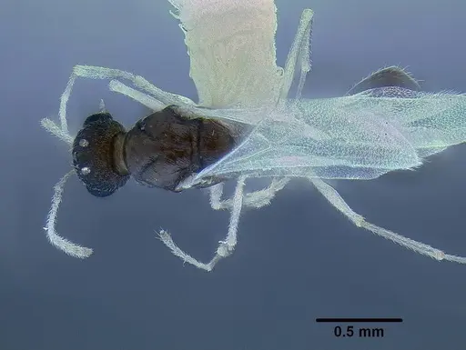 Temnothorax mpala - LACMENT323185