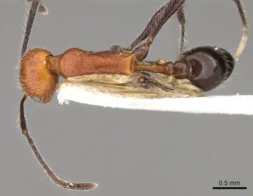 Temnothorax myersi specimen