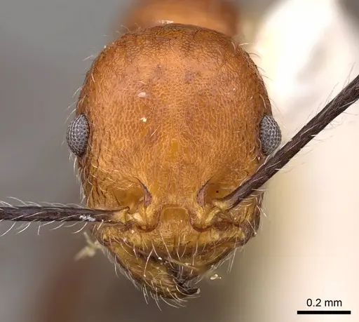 Temnothorax myersi specimen