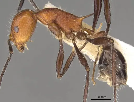 Temnothorax myersi specimen