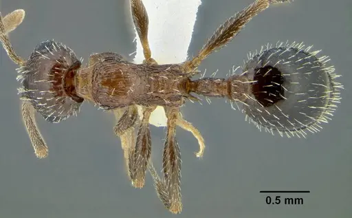 Temnothorax myrmiciformis specimen